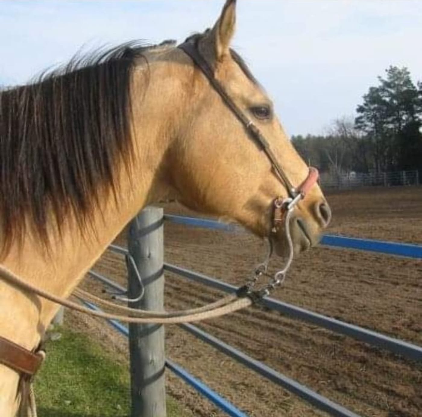 Sierra, a buckskin mare, at the arena fence